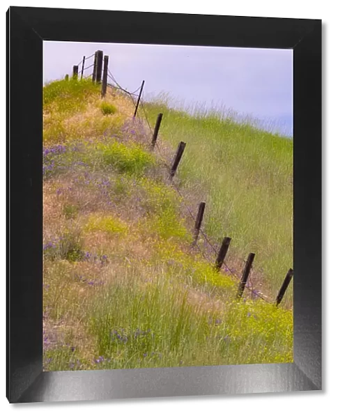 USA, Washington State, Palouse fence line near Winona with vetch and grasses