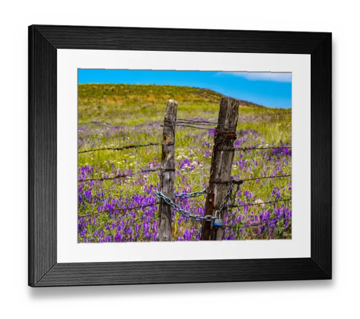 Framed Print : USA, Washington State, Benge and field of vetch blooming with wooden fenced gate and lock