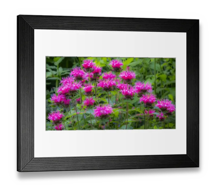 Framed Print : USA, Washington State, Sammamish and our garden with pink Bee Balm Framed Print : USA, Washington State, Sammamish and our garden with pink Bee Balm