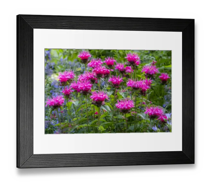 Framed Print : USA, Washington State, Sammamish and our garden with pink Bee Balm