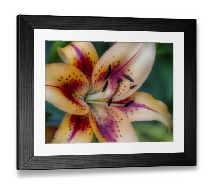 Framed Print : USA, Washington State, Pacific Northwest Sammamish Asiatic Lily close up Framed Print : USA, Washington State, Pacific Northwest Sammamish Asiatic Lily close up
