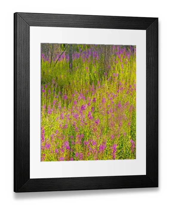 Framed Print : USA, Washington State, burnt forest and fire weed along Lake Cle Elum Washington Cascades Framed Print : USA, Washington State, burnt forest and fire weed along Lake Cle Elum Washington Cascades