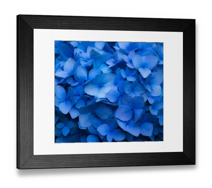 Framed Print : USA, Washington State, Pacific Northwest, Sammamish blue Hydrangea in our garden Framed Print : USA, Washington State, Pacific Northwest, Sammamish blue Hydrangea in our garden