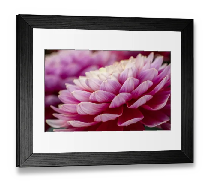 Framed Print : USA, Washington State, Pacific Northwest Sammamish Dahlia flowers in bloom