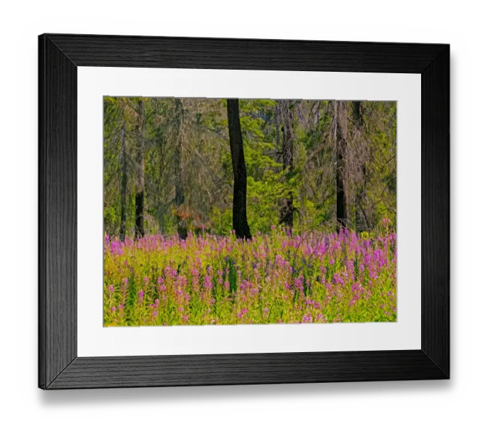 Framed Print : USA, Washington State, burnt forest and fire weed along Lake Cle Elum Washington Cascades Framed Print : USA, Washington State, burnt forest and fire weed along Lake Cle Elum Washington Cascades