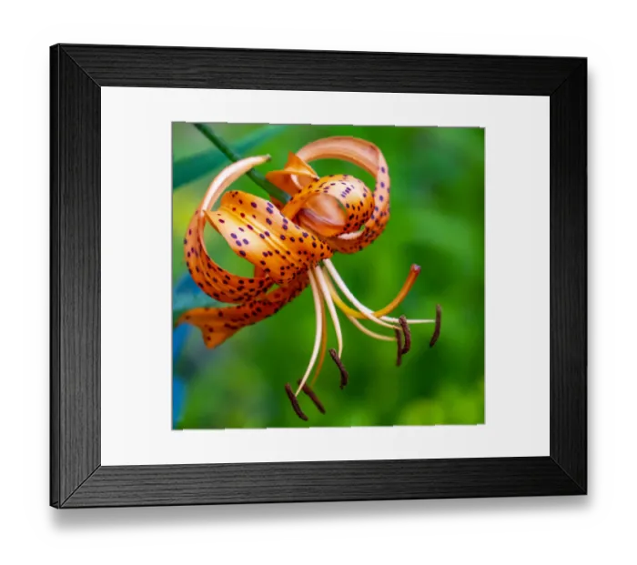 Framed Print : USA, Washington State, Pacific Northwest Sammamish Orange Tiger Lily close up Framed Print : USA, Washington State, Pacific Northwest Sammamish Orange Tiger Lily close up