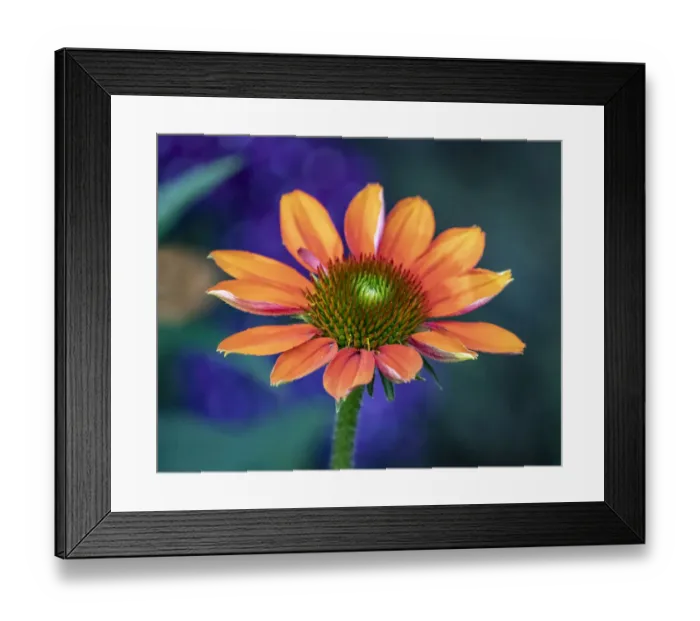 Framed Print : USA, Washington State, Pacific Northwest, Sammamish close-up of State Fair Zinnia Framed Print : USA, Washington State, Pacific Northwest, Sammamish close-up of State Fair Zinnia