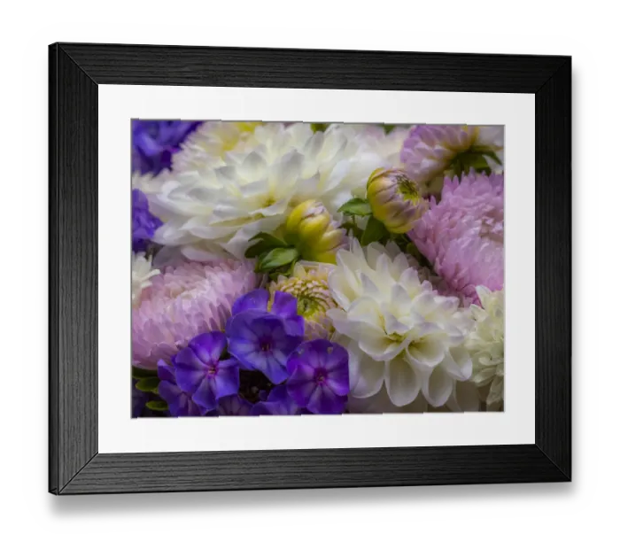 Framed Print : USA, Washington State, Pacific Northwest Sammamish Dahlia flowers in bloom Framed Print : USA, Washington State, Pacific Northwest Sammamish Dahlia flowers in bloom