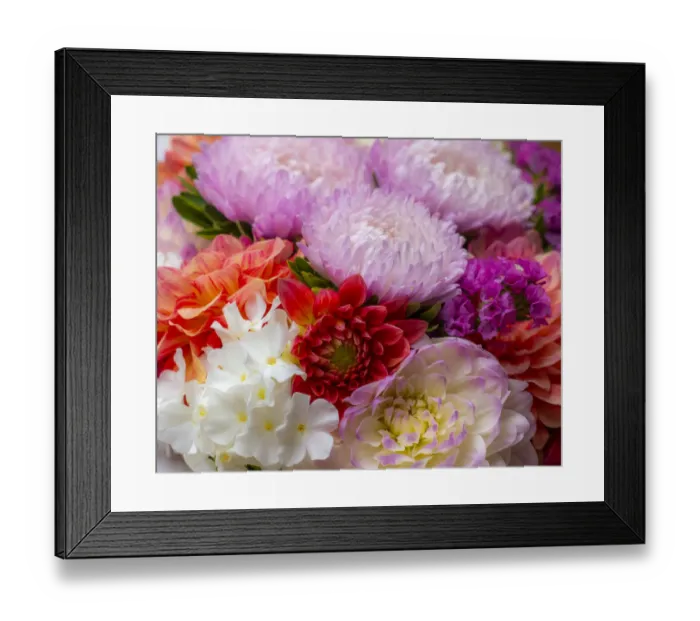 Framed Print : USA, Washington State, Pacific Northwest Sammamish Dahlia flowers in bloom Framed Print : USA, Washington State, Pacific Northwest Sammamish Dahlia flowers in bloom