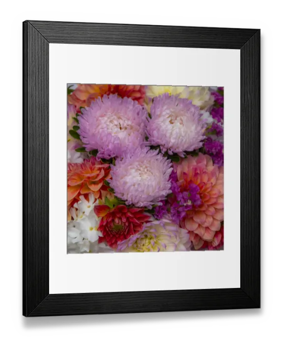 Framed Print : USA, Washington State, Pacific Northwest Sammamish Dahlia flowers in bloom