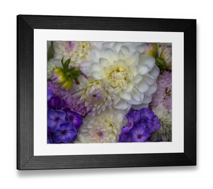 Framed Print : USA, Washington State, Pacific Northwest Sammamish Dahlia flowers in bloom Framed Print : USA, Washington State, Pacific Northwest Sammamish Dahlia flowers in bloom