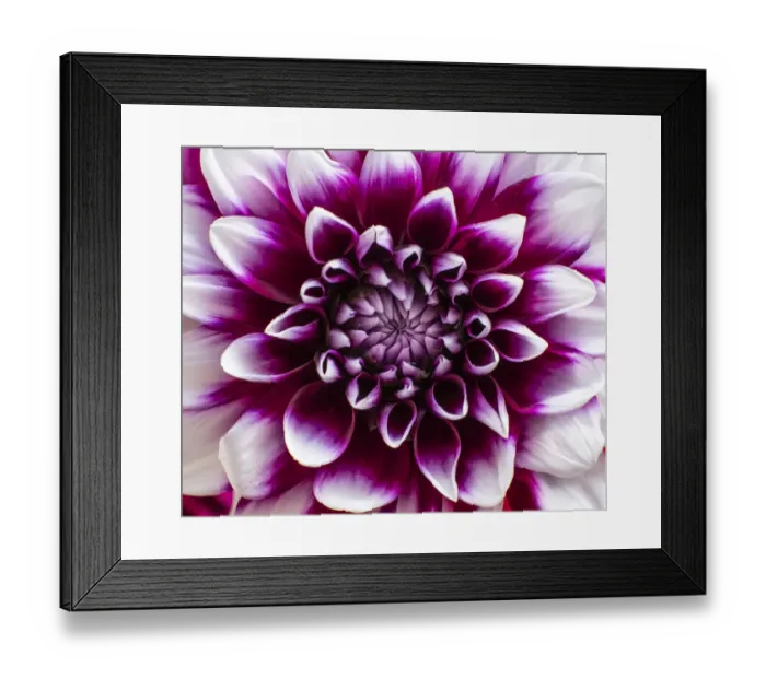 Framed Print : USA, Washington State, Pacific Northwest Sammamish Dahlia flowers in bloom Framed Print : USA, Washington State, Pacific Northwest Sammamish Dahlia flowers in bloom