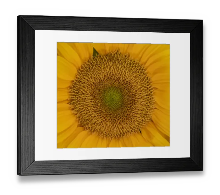 Framed Print : USA, Washington State, Pacific Northwest Sammamish Orange  /  yellow sunflower close up