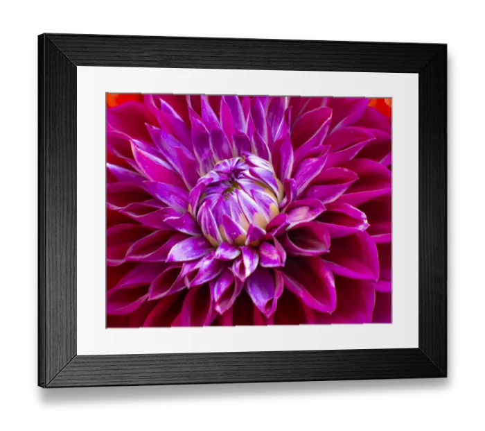 Framed Print : USA, Washington State, Pacific Northwest Sammamish Dahlia flowers in bloom Framed Print : USA, Washington State, Pacific Northwest Sammamish Dahlia flowers in bloom