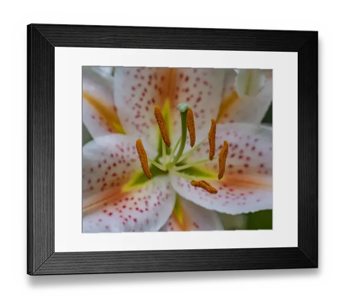 Framed Print : USA, Washington State, Pacific Northwest, Sammamish Oriental Lily close-up Framed Print : USA, Washington State, Pacific Northwest, Sammamish Oriental Lily close-up