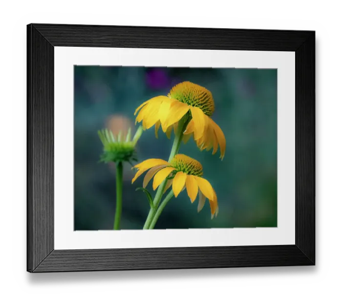 Framed Print : USA, Washington State, Pacific Northwest, Sammamish yellow cone flower Framed Print : USA, Washington State, Pacific Northwest, Sammamish yellow cone flower