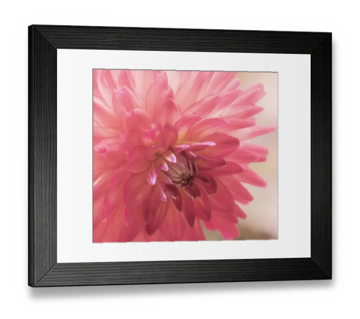 Framed Print : USA, Washington State, Pacific Northwest Sammamish Dahlia flowers in bloom