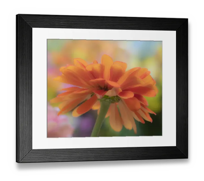 Framed Print : USA, Washington State, Pacific Northwest, Sammamish close-up of State Fair Zinnia Framed Print : USA, Washington State, Pacific Northwest, Sammamish close-up of State Fair Zinnia