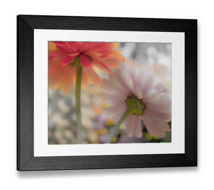 Framed Print : USA, Washington State, Pacific Northwest, Sammamish close-up of State Fair Zinnia Framed Print : USA, Washington State, Pacific Northwest, Sammamish close-up of State Fair Zinnia