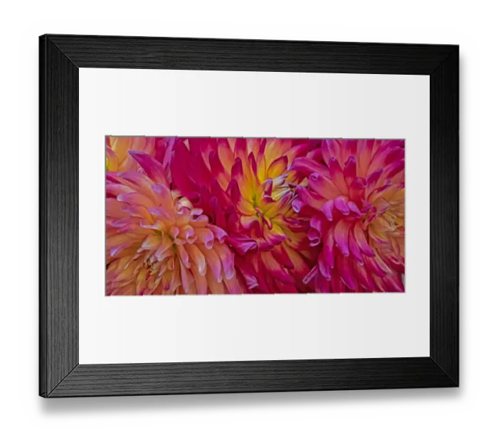 Framed Print : USA, Washington State, Pacific Northwest Sammamish Dahlia flowers in bloom