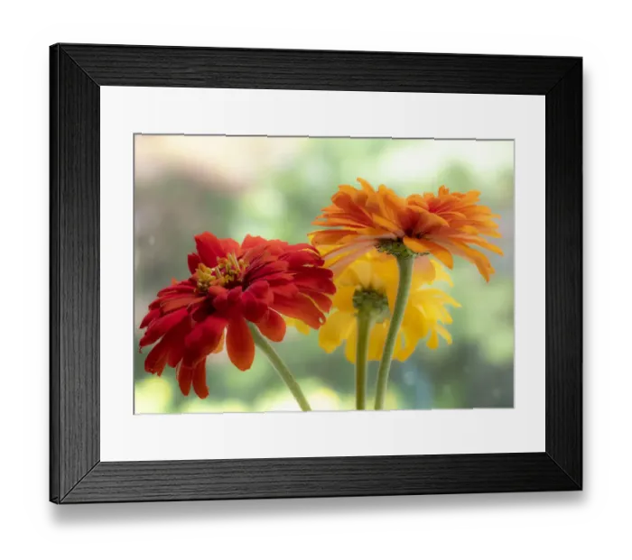 Framed Print : USA, Washington State, Pacific Northwest, Sammamish close-up of State Fair Zinnia Framed Print : USA, Washington State, Pacific Northwest, Sammamish close-up of State Fair Zinnia