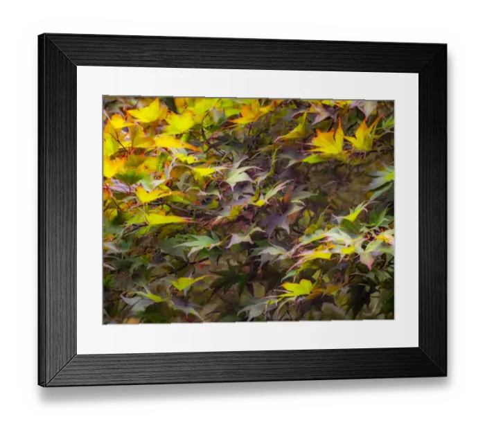 Framed Print : USA, Washington State, Sammamish Japanese Maple leaves