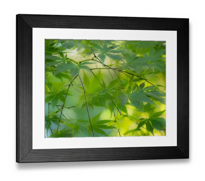 Framed Print : USA, Washington State, Sammamish Japanese Maple leaves
