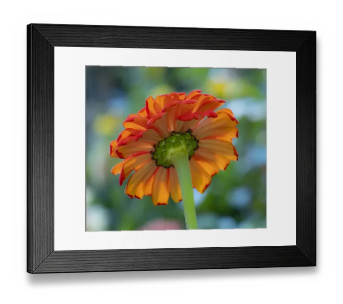 Framed Print : USA, Washington State, Pacific Northwest, Sammamish close-up of State Fair Zinnia Framed Print : USA, Washington State, Pacific Northwest, Sammamish close-up of State Fair Zinnia