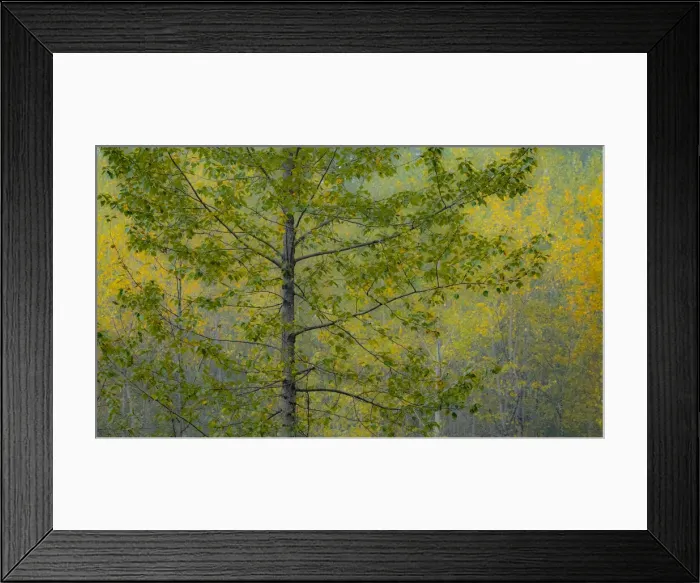 Framed Print : USA, Washington State, Preston with Cottonwoods in fall color Framed Print : USA, Washington State, Preston with Cottonwoods in fall color