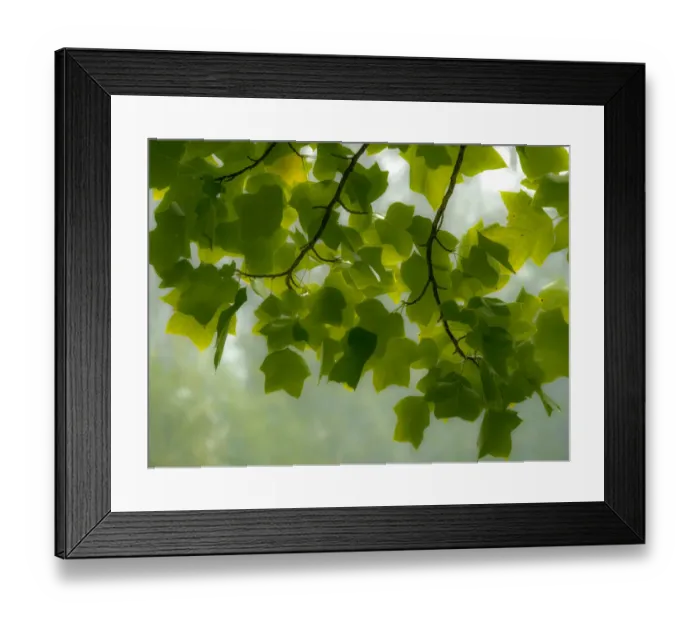 Framed Print : USA, Washington State, Bellevue Ginkgo Tree green leaves Framed Print : USA, Washington State, Bellevue Ginkgo Tree green leaves