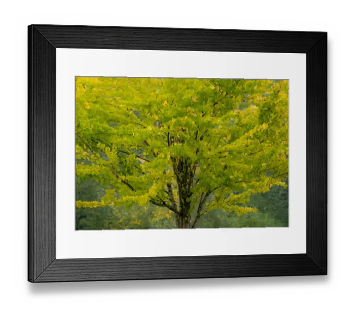 Framed Print : USA, Washington State, Bellevue Ginkgo Tree in Autumn colors Framed Print : USA, Washington State, Bellevue Ginkgo Tree in Autumn colors