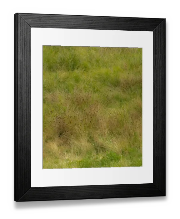 Framed Print : USA, Washington State, Issaquah and grassy field