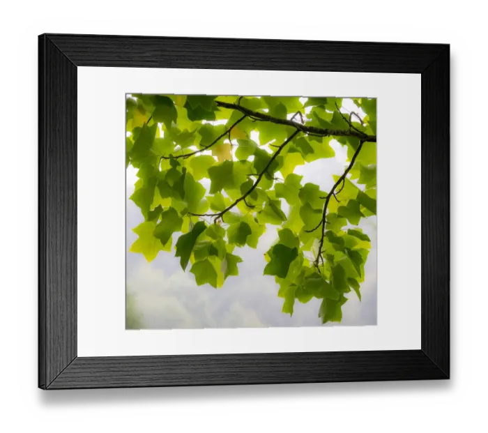 Framed Print : USA, Washington State, Bellevue Ginkgo Tree green leaves Framed Print : USA, Washington State, Bellevue Ginkgo Tree green leaves