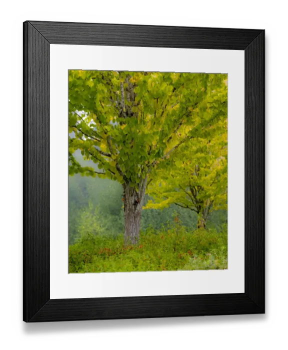 Framed Print : USA, Washington State, Bellevue Ginkgo Tree in Autumn colors Framed Print : USA, Washington State, Bellevue Ginkgo Tree in Autumn colors