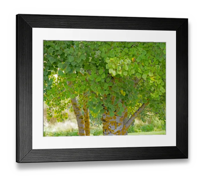 Framed Print : USA, Washington State, Bellevue Ginkgo Tree green leaves Framed Print : USA, Washington State, Bellevue Ginkgo Tree green leaves