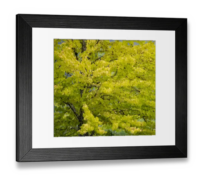 Framed Print : USA, Washington State, Bellevue Ginkgo Tree in Autumn colors Framed Print : USA, Washington State, Bellevue Ginkgo Tree in Autumn colors