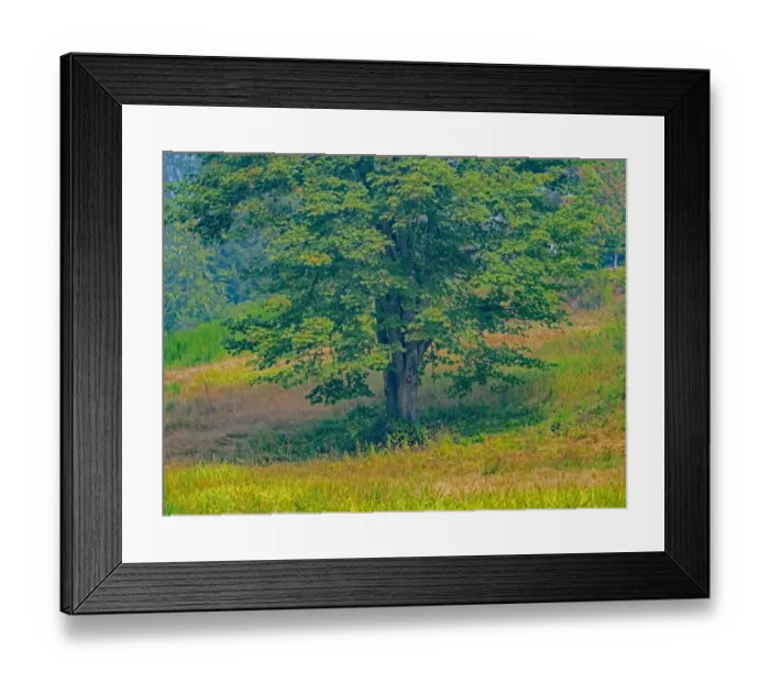 Framed Print : USA, Washington State, Issaquah lone Big Leaf Maple tree in grassy field Framed Print : USA, Washington State, Issaquah lone Big Leaf Maple tree in grassy field