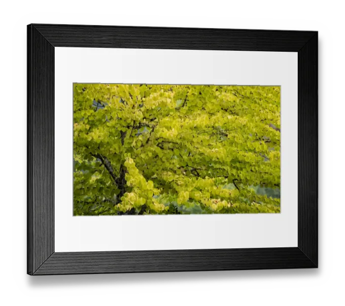 Framed Print : USA, Washington State, Bellevue Ginkgo Tree in Autumn colors Framed Print : USA, Washington State, Bellevue Ginkgo Tree in Autumn colors
