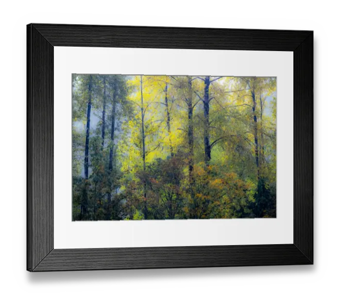 Framed Print : USA, Washington State, Preston with Cottonwoods in fall color Framed Print : USA, Washington State, Preston with Cottonwoods in fall color