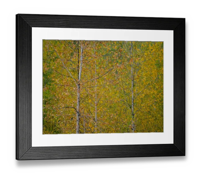 Framed Print : USA, Washington State, Preston and Cottonwood trees in fall colors Framed Print : USA, Washington State, Preston and Cottonwood trees in fall colors