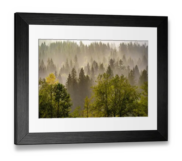 Framed Print : USA, Washington State, Preston Evergreens and Cottonwood trees lifting fog on hillside