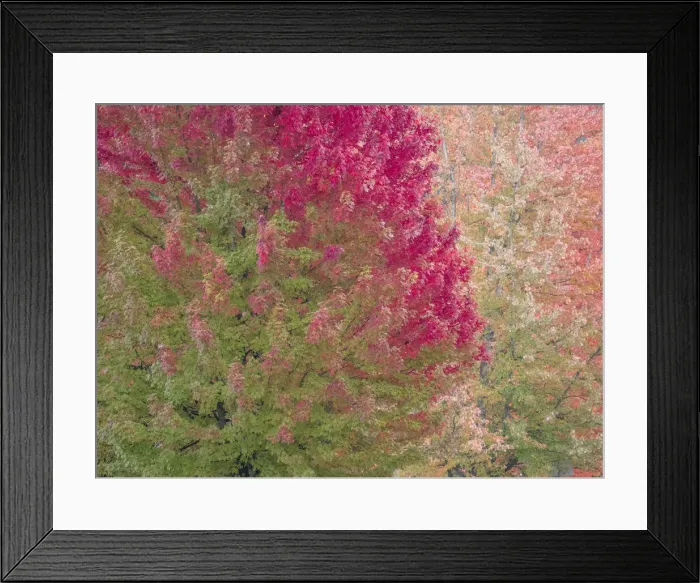 Framed Print : USA, Washington State, Issaquah with fall colored Maple trees along downtown roads Framed Print : USA, Washington State, Issaquah with fall colored Maple trees along downtown roads
