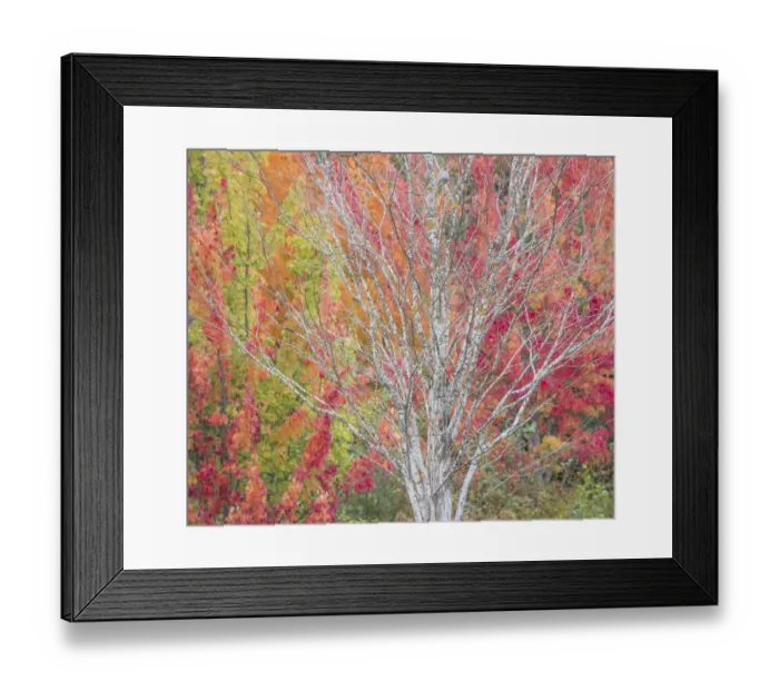 Framed Print : USA, Washington State, Issaquah with fall colored Maple trees along downtown roads Framed Print : USA, Washington State, Issaquah with fall colored Maple trees along downtown roads