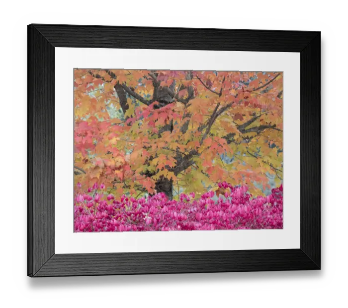 Framed Print : USA, Washington State, Issaquah with fall colored Maple trees along downtown roads Framed Print : USA, Washington State, Issaquah with fall colored Maple trees along downtown roads
