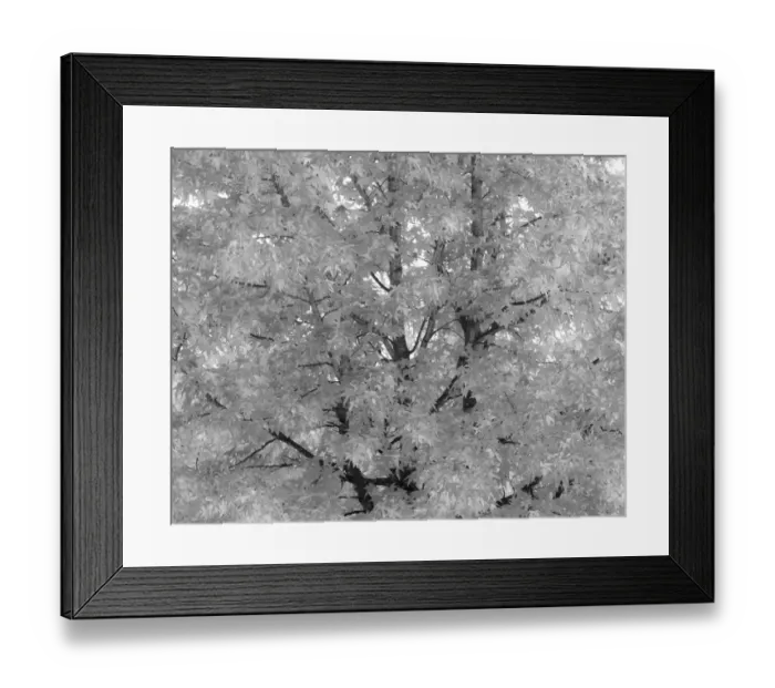 Framed Print : USA, Washington State, Issaquah with fall colored Maple trees along downtown roads Framed Print : USA, Washington State, Issaquah with fall colored Maple trees along downtown roads