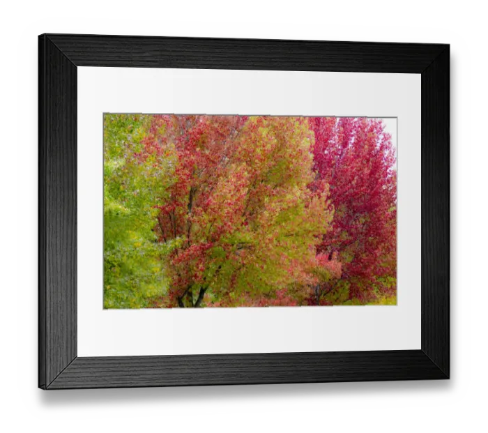 Framed Print : USA, Washington State, Issaquah with fall colored Maple trees along downtown roads Framed Print : USA, Washington State, Issaquah with fall colored Maple trees along downtown roads