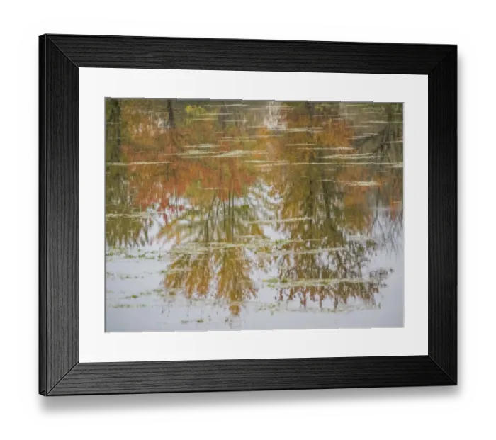 Framed Print : USA, Washington State, Fall City and fall colored trees in reflection Snoqualmie River Framed Print : USA, Washington State, Fall City and fall colored trees in reflection Snoqualmie River