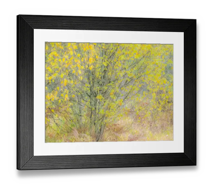 Framed Print : USA, Washington State, Bellevue alder tree golden / yellow fall colors Framed Print : USA, Washington State, Bellevue alder tree golden / yellow fall colors
