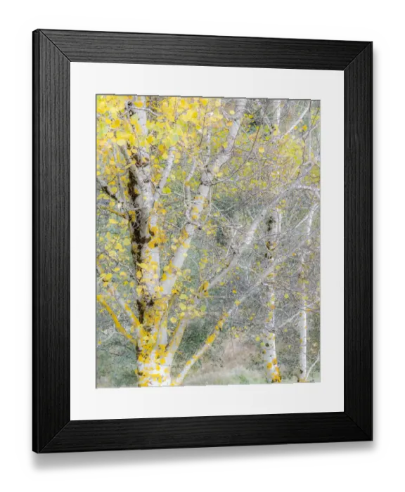 Framed Print : USA, Washington State, Bellevue birch trees with golden fall colors Framed Print : USA, Washington State, Bellevue birch trees with golden fall colors