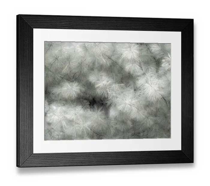 Framed Print : USA, Washington State, Bellevue Pine tree close up and tree trunk